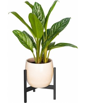 Цветочница Агния 10