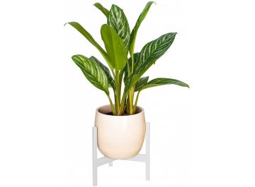 Цветочница Агния 10