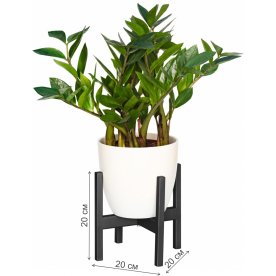 Цветочница Oxalis 20