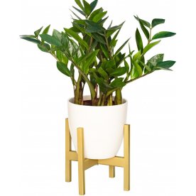 Цветочница Oxalis 20