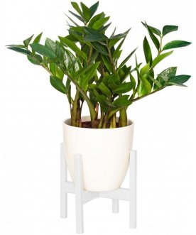 Цветочница Oxalis 20