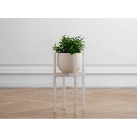 Цветочница Oxalis 40