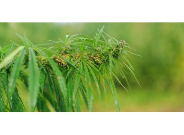 Матрас Indica L