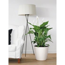 Кашпо Lechuza 13224 CLASSICO Color 35