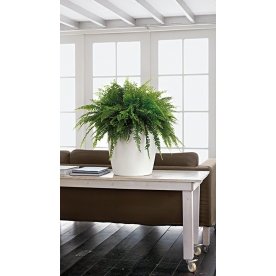 Кашпо Lechuza 13224 CLASSICO Color 35