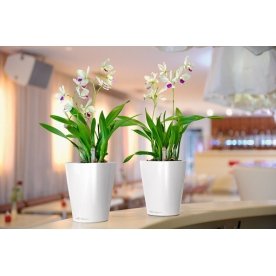 Кашпо Lechuza 14903 DELTINI