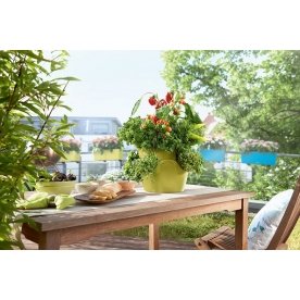 Кашпо Lechuza 14995 CASCADINO Color