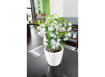 Кашпо Lechuza 16040 CLASSICO LS 28