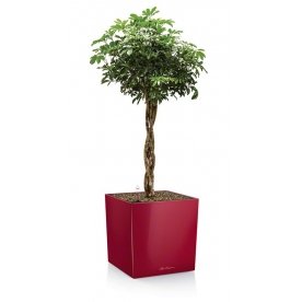 Кашпо Lechuza 16368 CUBE 40