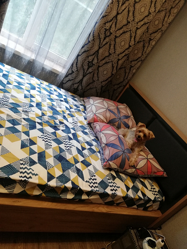 Двуспальная кровать Клауд 160х200 парящая дуб крафт золотой / антрацит фото покупателя 304