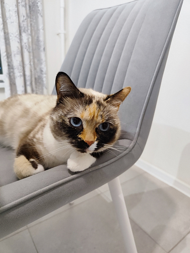 Стул на металлокаркасе Седа К латте / черный фото покупателя 128