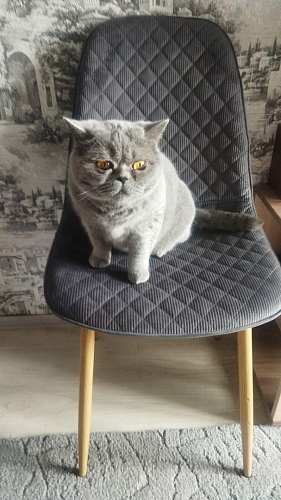 Стул на металлокаркасе Capri dark beige / white фото покупателя 12