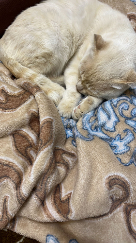 Компьютерное кресло Zero серый 29 фото покупателя 281