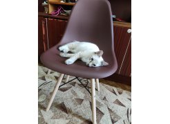 Стул Eames PC-015 прозрачный серый фото покупателя 424