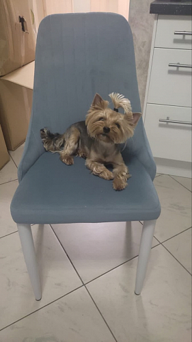 Стул на металлокаркасе Kora gray / black фото покупателя 152