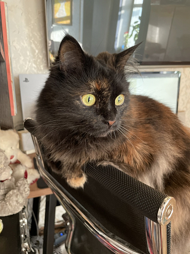 Компьютерное кресло Reus сетка black фото покупателя 4