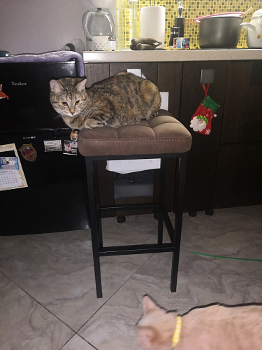 Барный стул Лофт катания минт / белый матовый фото покупателя 70