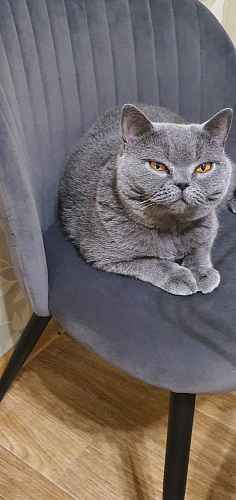 Стул на металлокаркасе Gabi dark beige / black / silver фото покупателя 878