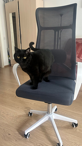 Компьютерное кресло Tilda light gray / white фото покупателя 8