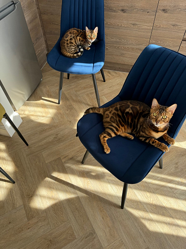 Комплект стульев Седа К 2 шт латте / черный фото покупателя 55