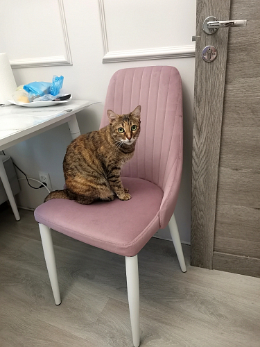 Стул на металлокаркасе Kora light purple / black фото покупателя 406