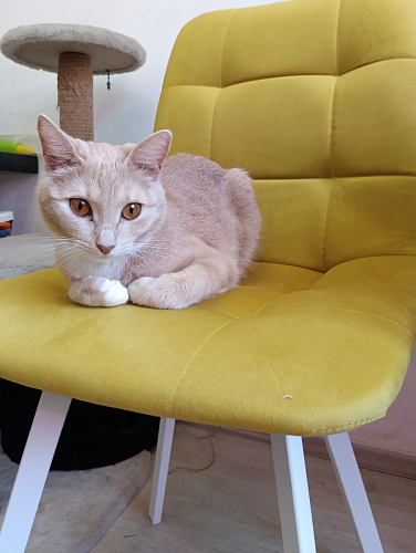 Стул на металлокаркасе Чилли бежевый / белый каркас фото покупателя 1218