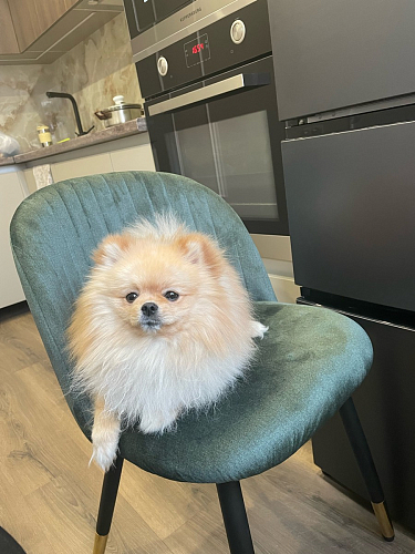 Стул на металлокаркасе Gabi green / black / silver фото покупателя 3