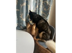 Стул на металлокаркасе Gabi blue / black фото покупателя 75