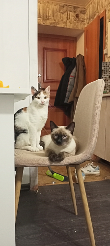 Стул Lilu светло-бежевый фото покупателя 1