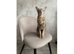 Стул на металлокаркасе Gabi 1 бежевый / черный с серебряными наконечниками фото покупателя 289