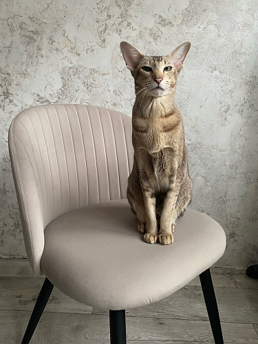 Стул на металлокаркасе Gabi gray / black фото покупателя 289