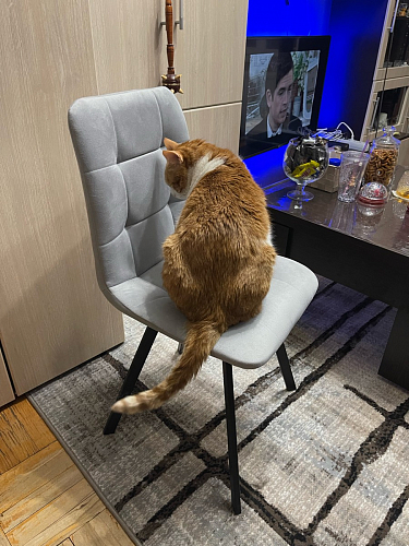 Стул Чилли 2 темно-серый  / черный фото покупателя 706