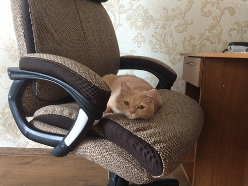 Компьютерное кресло Duke metal BL серый фото покупателя 9