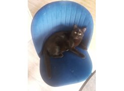 Стул на металлокаркасе Gabi 1 light purple / black фото покупателя 440