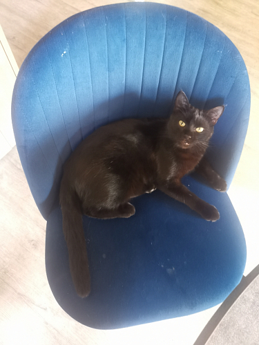 Стул на металлокаркасе Gabi 1 light blue / black / gold фото покупателя 440