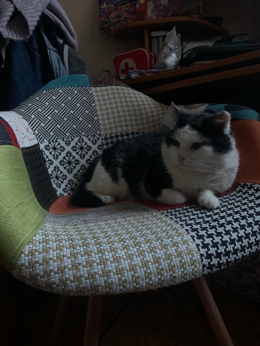 Стул Multicolor 2 фото покупателя 28