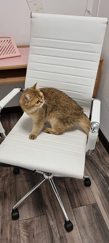 Компьютерное кресло Reus черная сетка / хром фото покупателя 66