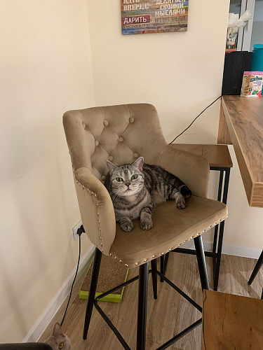 Барный стул Ofir dark gray фото покупателя 1