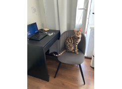 Стул Gabi темно-зеленый фото покупателя 27