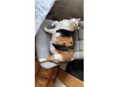 Стул на металлокаркасе Челси светло-серый / черный каркас фото покупателя 89