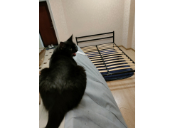 Односпальная кровать Фади 80х200 черная фото покупателя 992