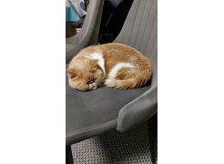 Стул на металлокаркасе Kora gray / black фото покупателя 234