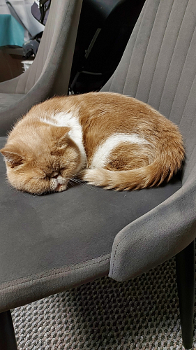 Стул на металлокаркасе Kora gray / black фото покупателя 234