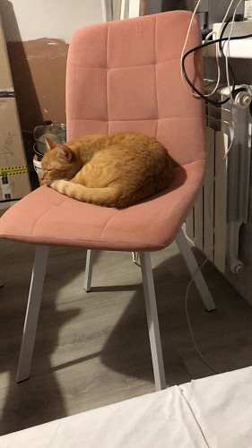 Стул Bruk light pink фото покупателя 6