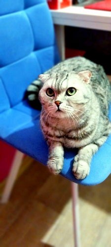 Стул на металлокаркасе Чилли К светло-серый велюр / черный каркас фото покупателя 285