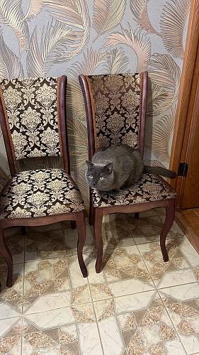 Деревянный стул Фабиано 304 камелия / ромб 01 фото покупателя 2