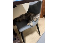 Стул на металлокаркасе Kora gray / black фото покупателя 9