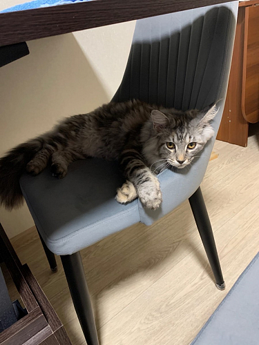 Стул на металлокаркасе Kora gray / black фото покупателя 9