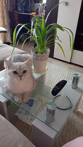 Журнальный столик CT1-052 white фото покупателя 8