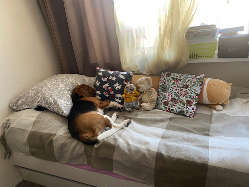 Односпальная кровать Колибри 80 х 190 см бодега фото покупателя 37